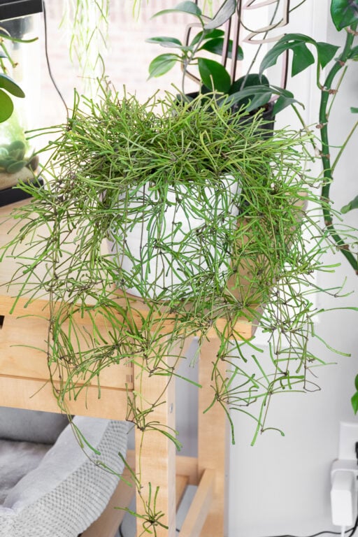 Retusa Hoya retusa care and propagation tips!