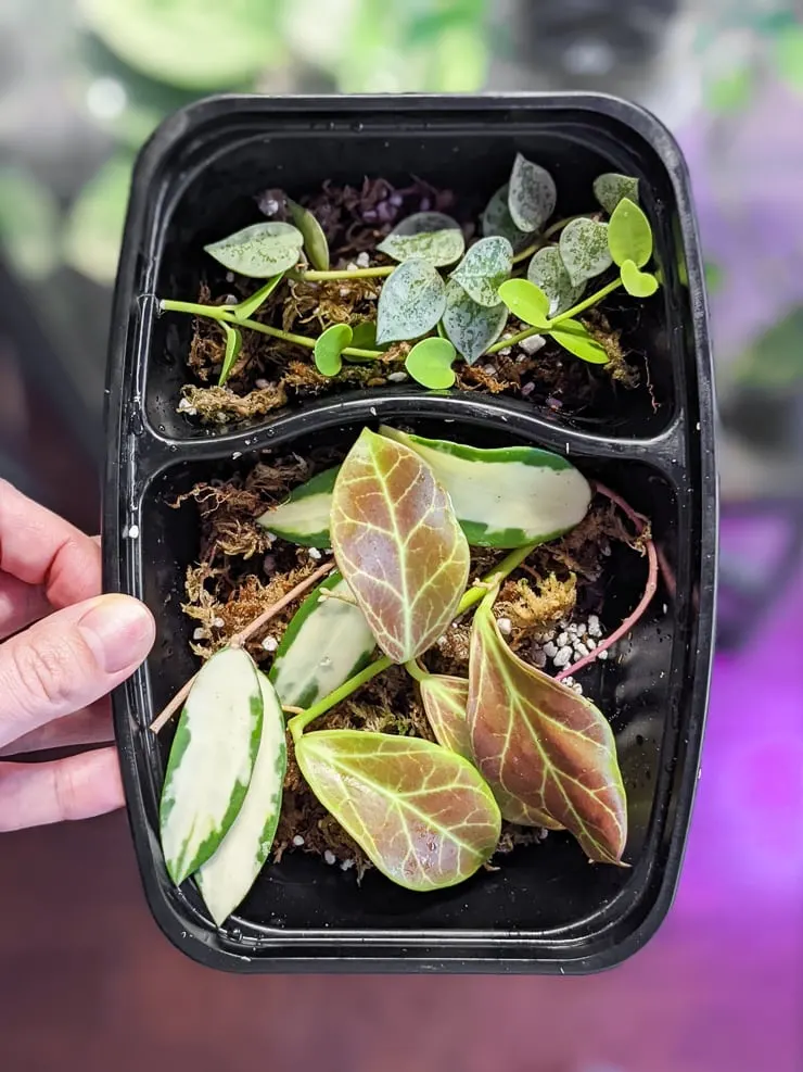 a plastic box with moss and hoya cuttings rooting in it