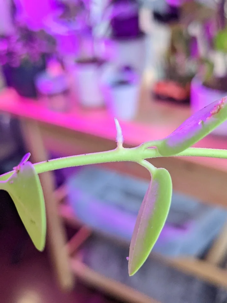 roots sprouting on a hoya cumingiana cutting propagation
