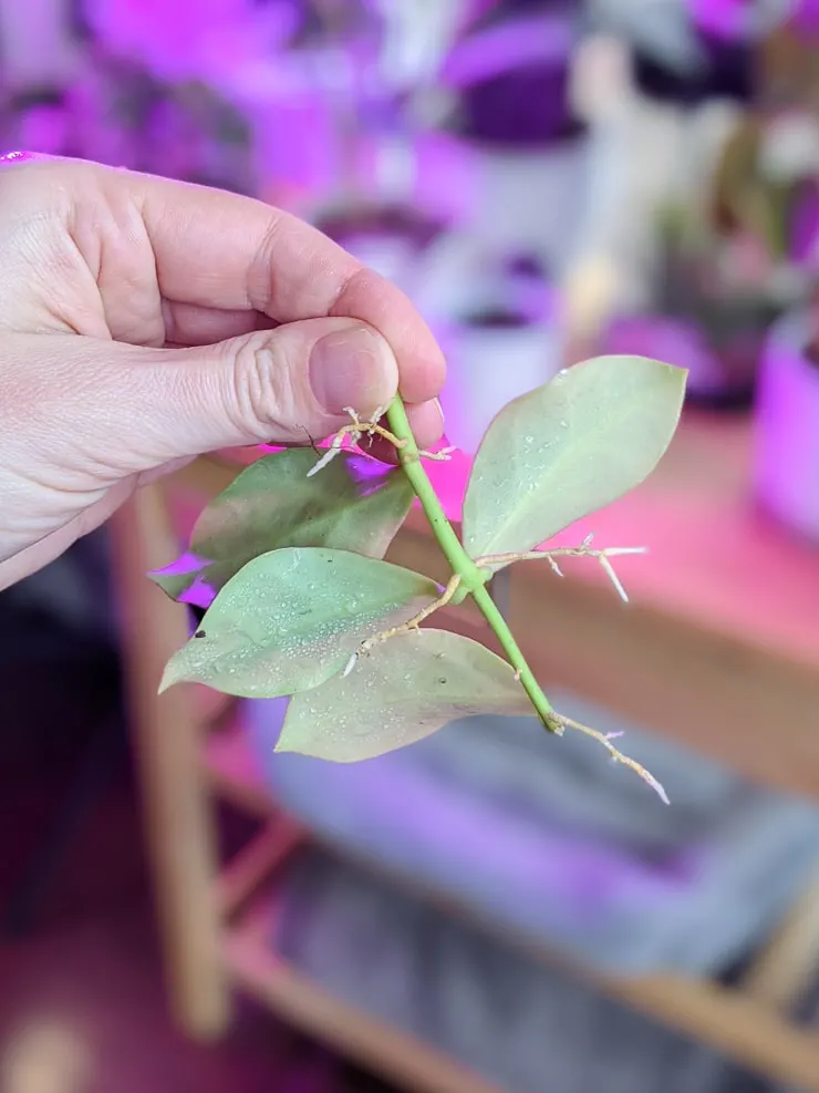 roots sprouting on a propagated hoya obscura cutting
