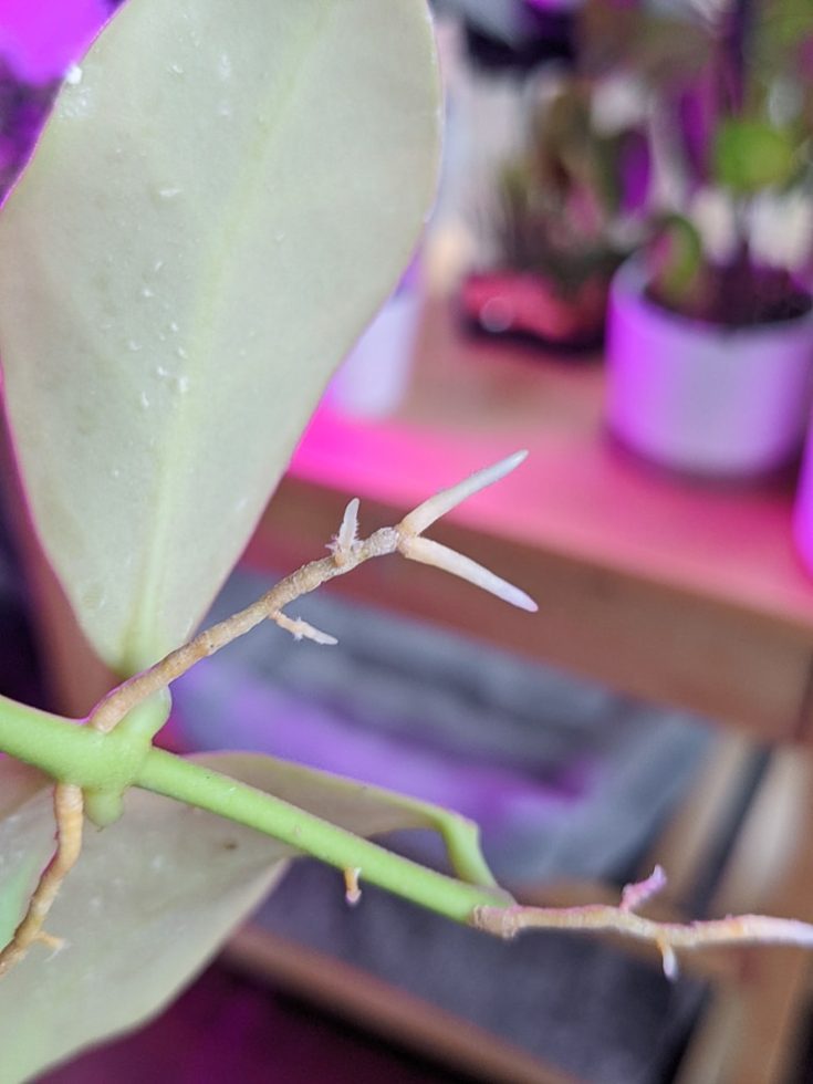 Hoya Obscura & my experience rooting and caring for this rare Hoya!