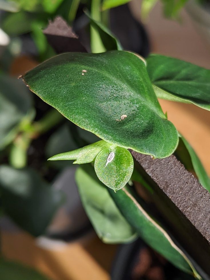 Mealybugs on houseplants …here’s what you need to know!