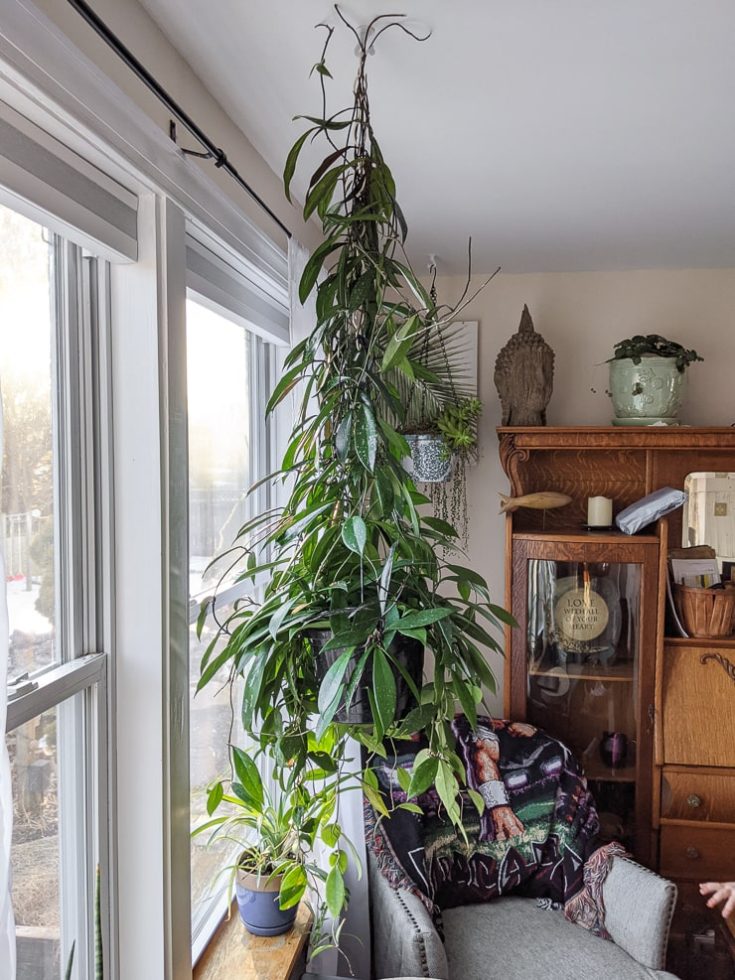 Mealybugs on houseplants …here’s what you need to know!