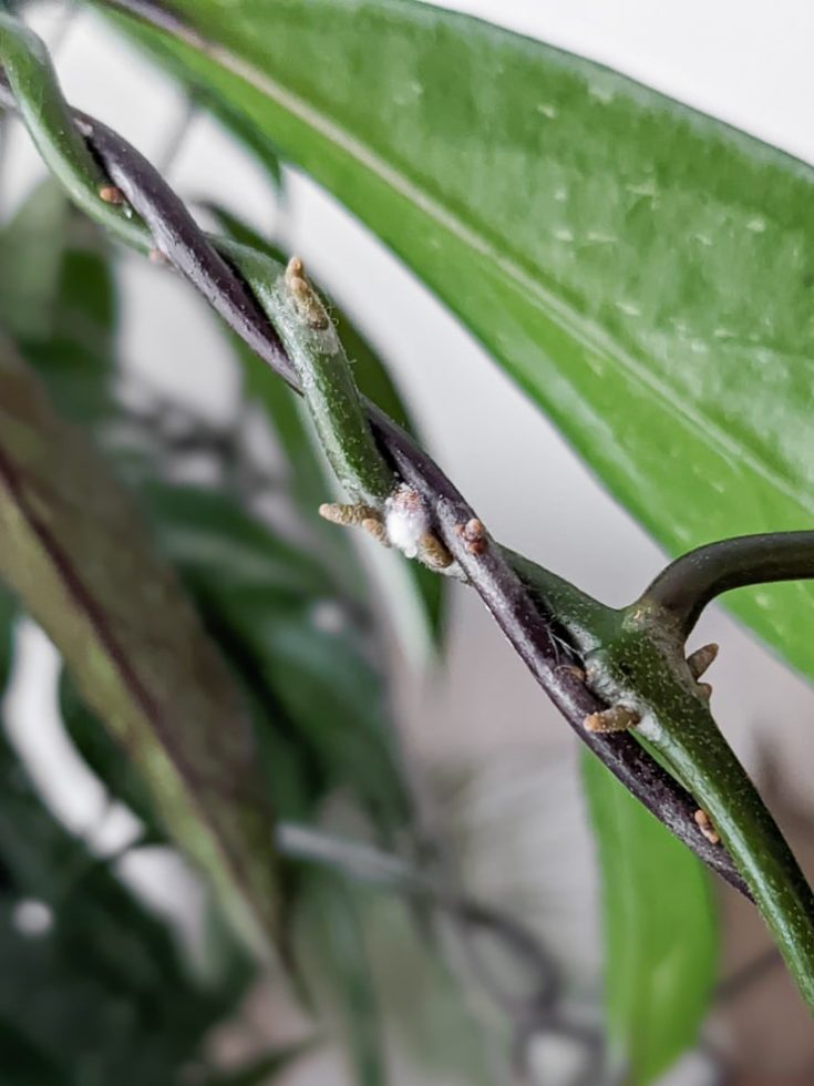 Mealybugs on houseplants …here’s what you need to know!