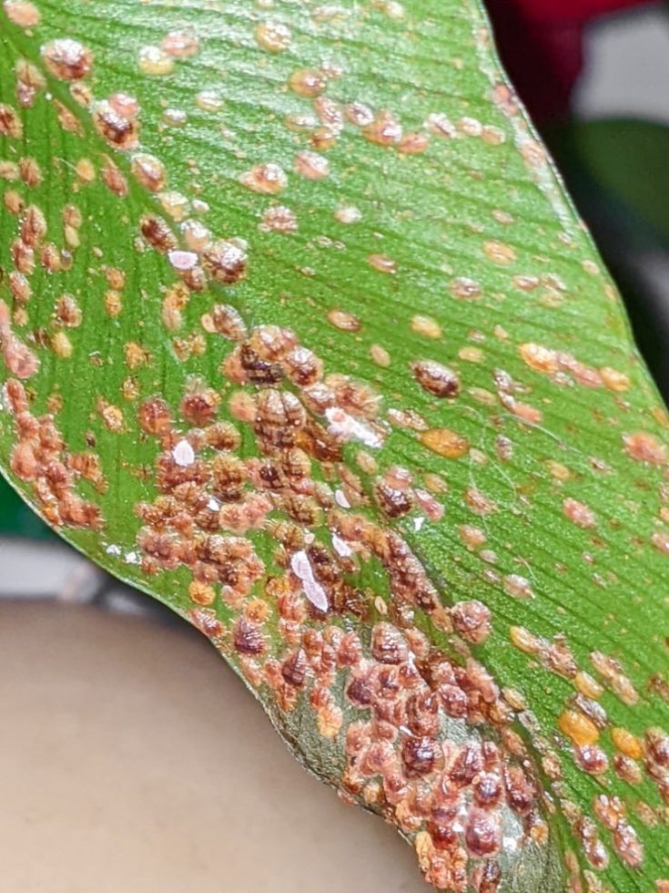 Mealybugs on houseplants …here’s what you need to know!