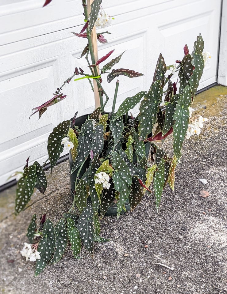 large Begonia maculata
