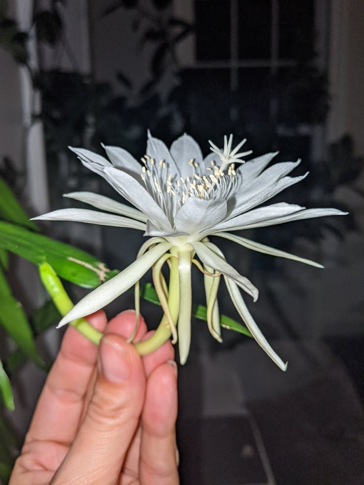Epiphyllum oxypetalum flower