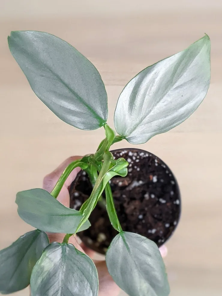 baby silver sword propagation