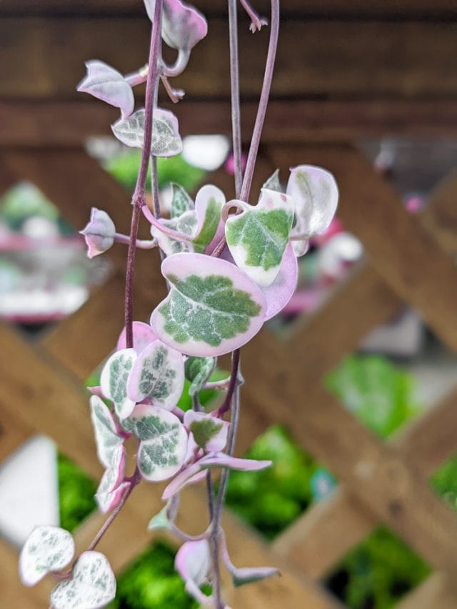 Variegated string of hearts care & all the tips you need to know!