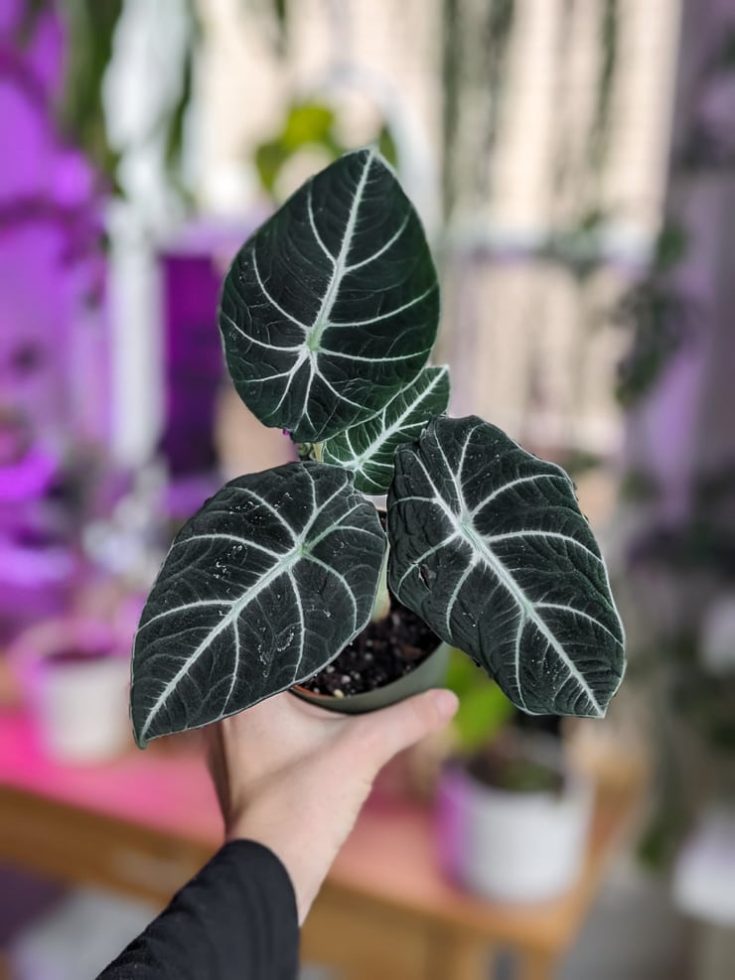 Alocasia Black Velvet How to care for this stunning nearly black plant!