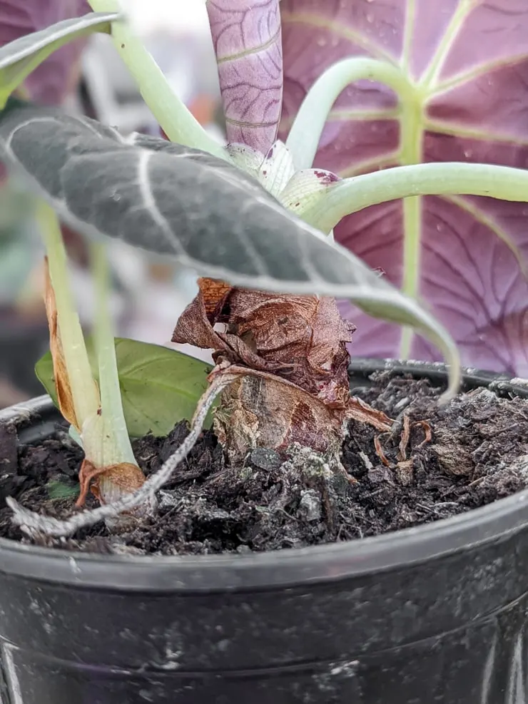 alocasia plants in a pot