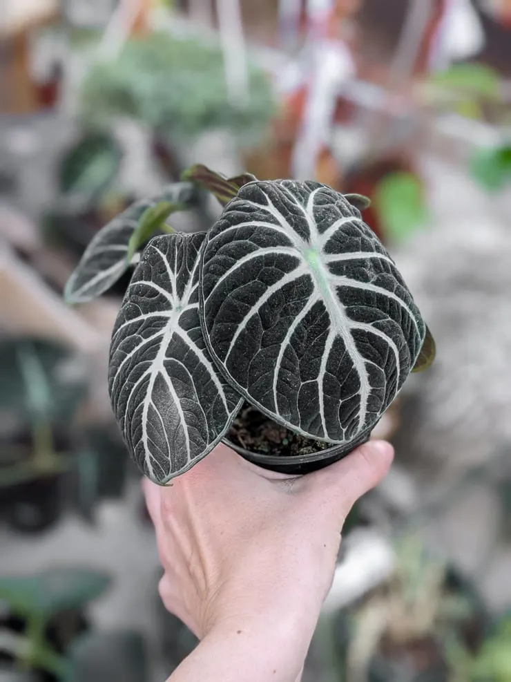 compact alocasia black velvet plant