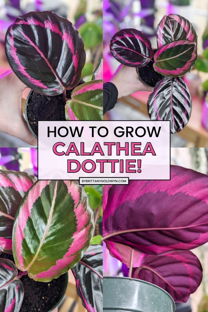 collage of plants that says how to grow calathea dottie