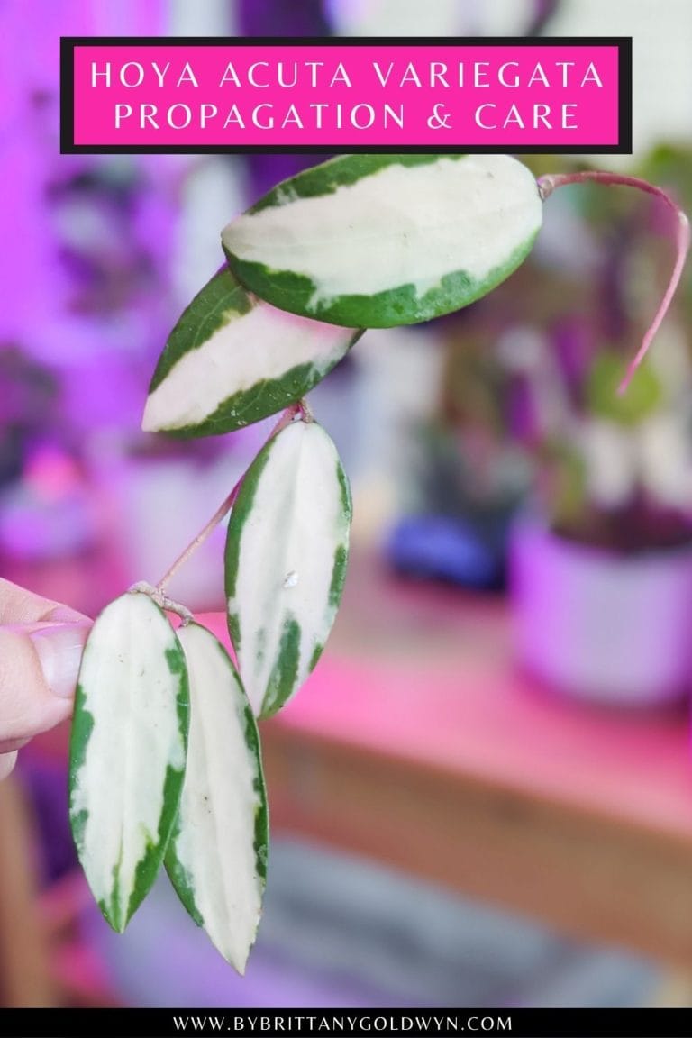 hoya acuta variegata cutting