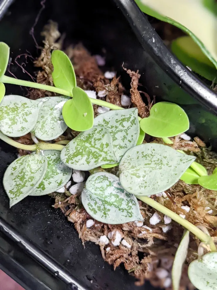 Hoya Krohniana Silver cutting rooting in moss and perlite