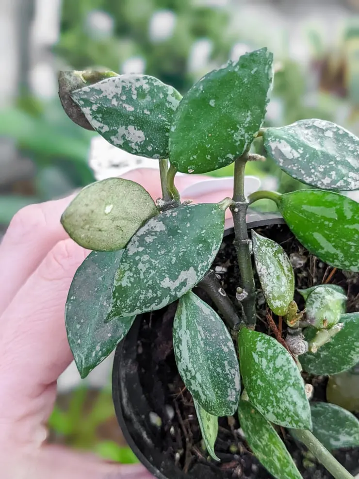 Hoya Krohniana Silver plant