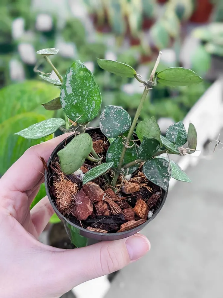 Hoya Krohniana Silver plant