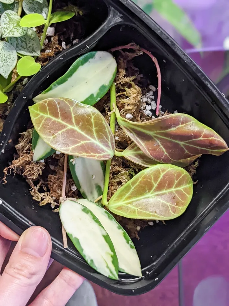 hoya acuta variegata on a bed of moss with other plant cuttings