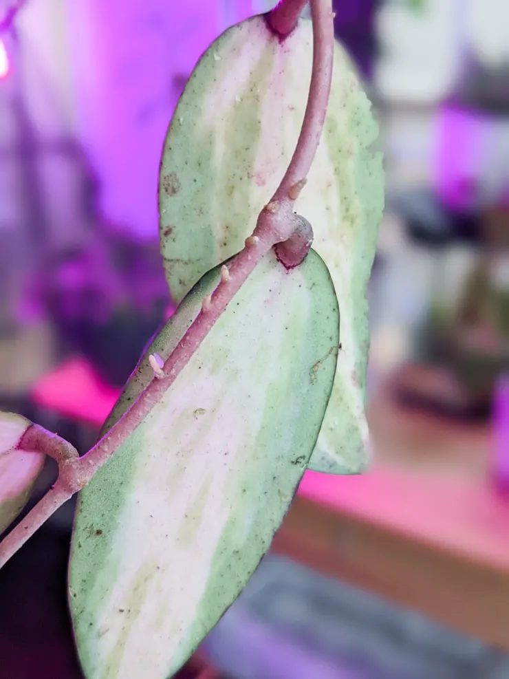 roots sprouting on a hoya acuta variegata stem