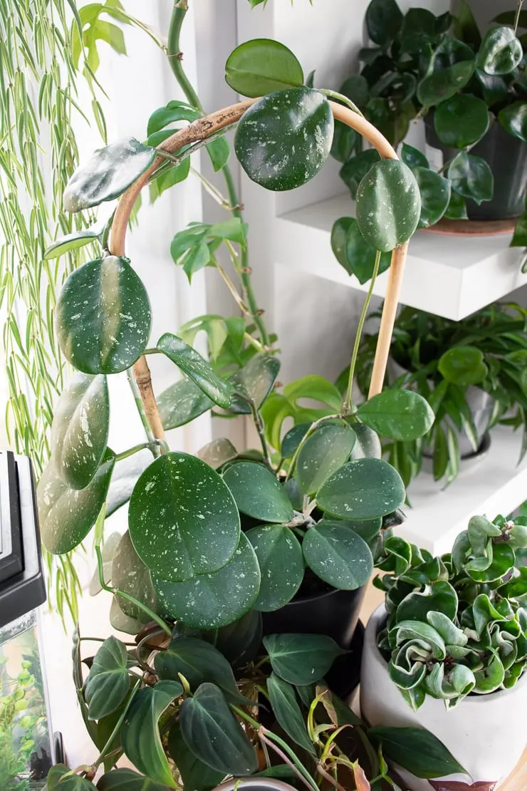 gorgeous Hoya Obovata splash plant on a bamboo trellis