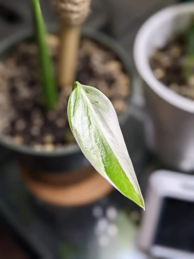 baby monstera albo sprouting from a mid-cut stem
