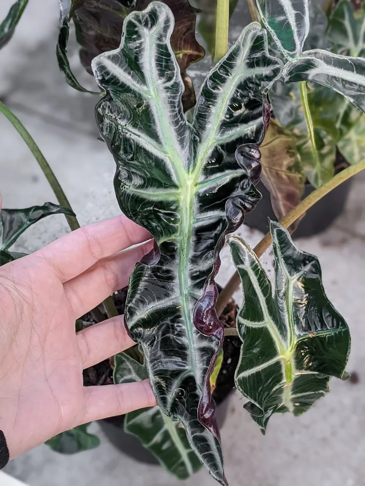 alocasia polly care
