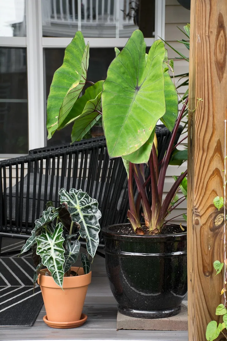 Alocasia Polly Plant 6.jpg