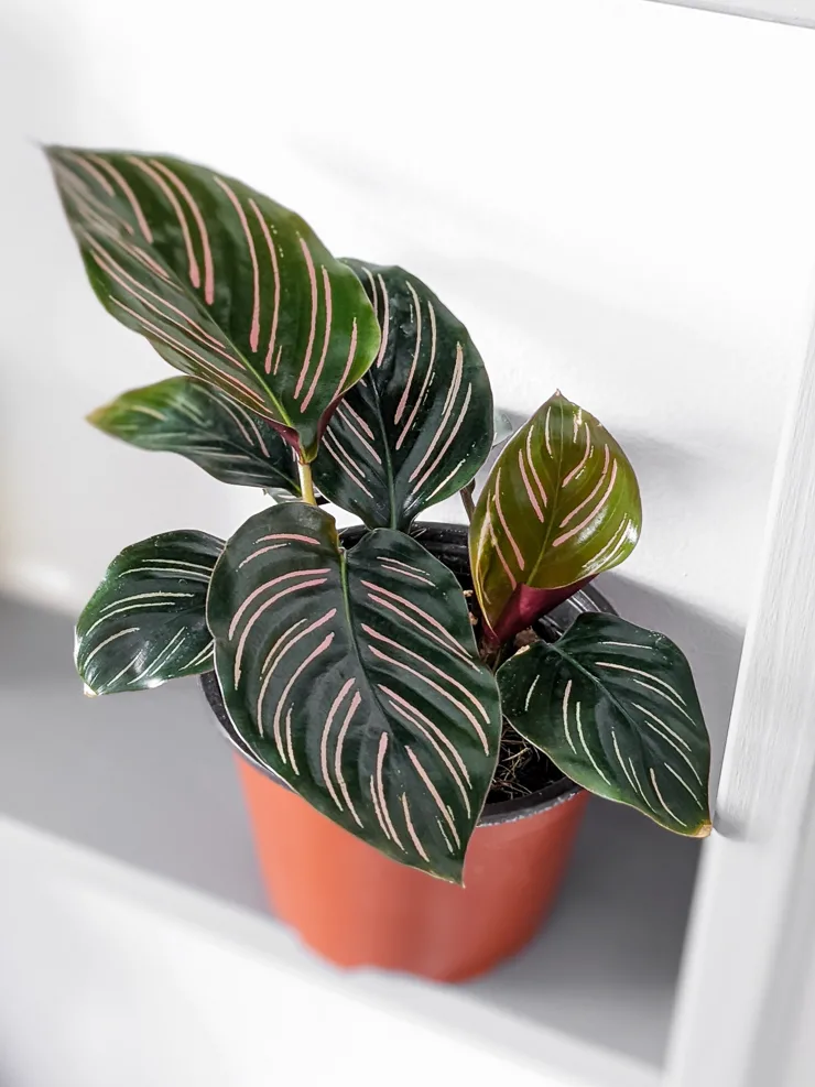 calathea ornata on a bathroom shelf