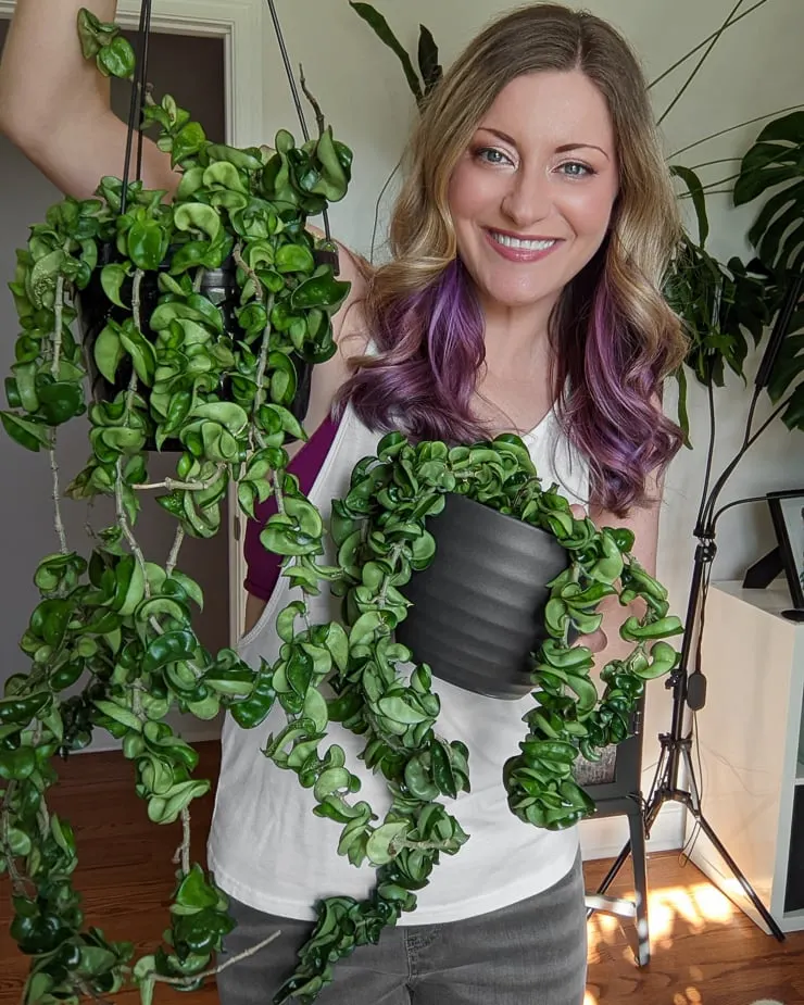Hoya rope plant deals