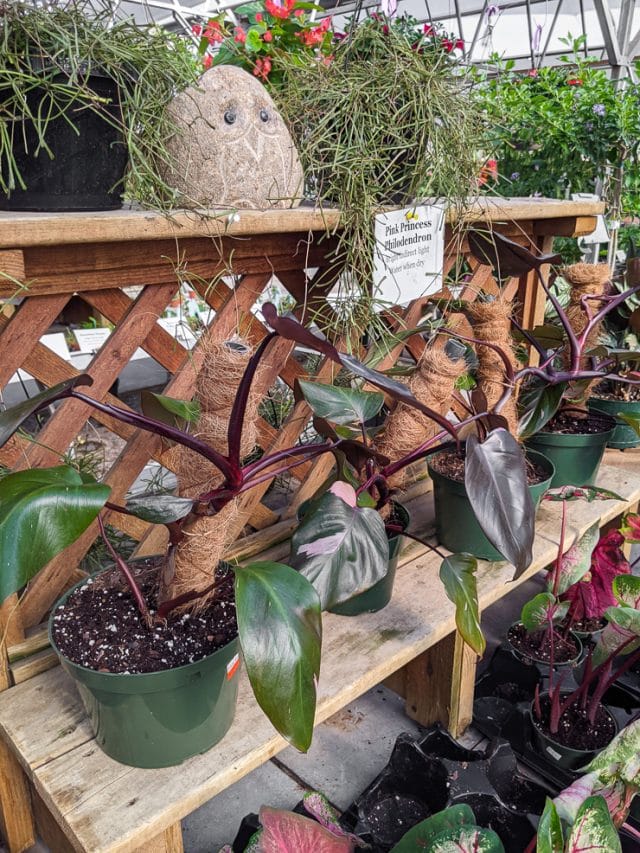 Pink princess philodendron care & propagation with a stem cutting!