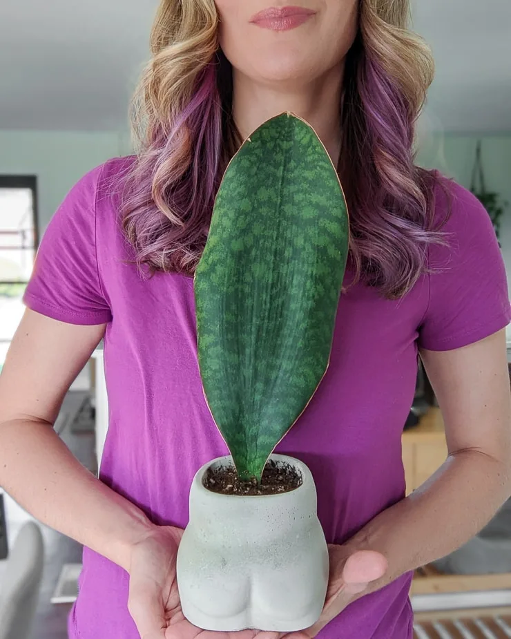 woman holding a whale fin snake plant in a pot