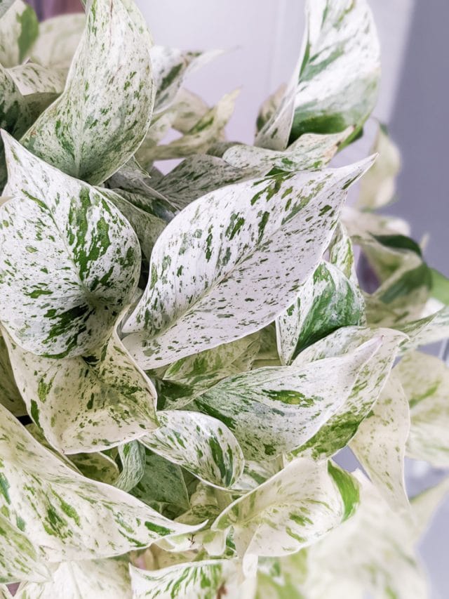 Snow queen pothos & caring for this stunning variegated plant!