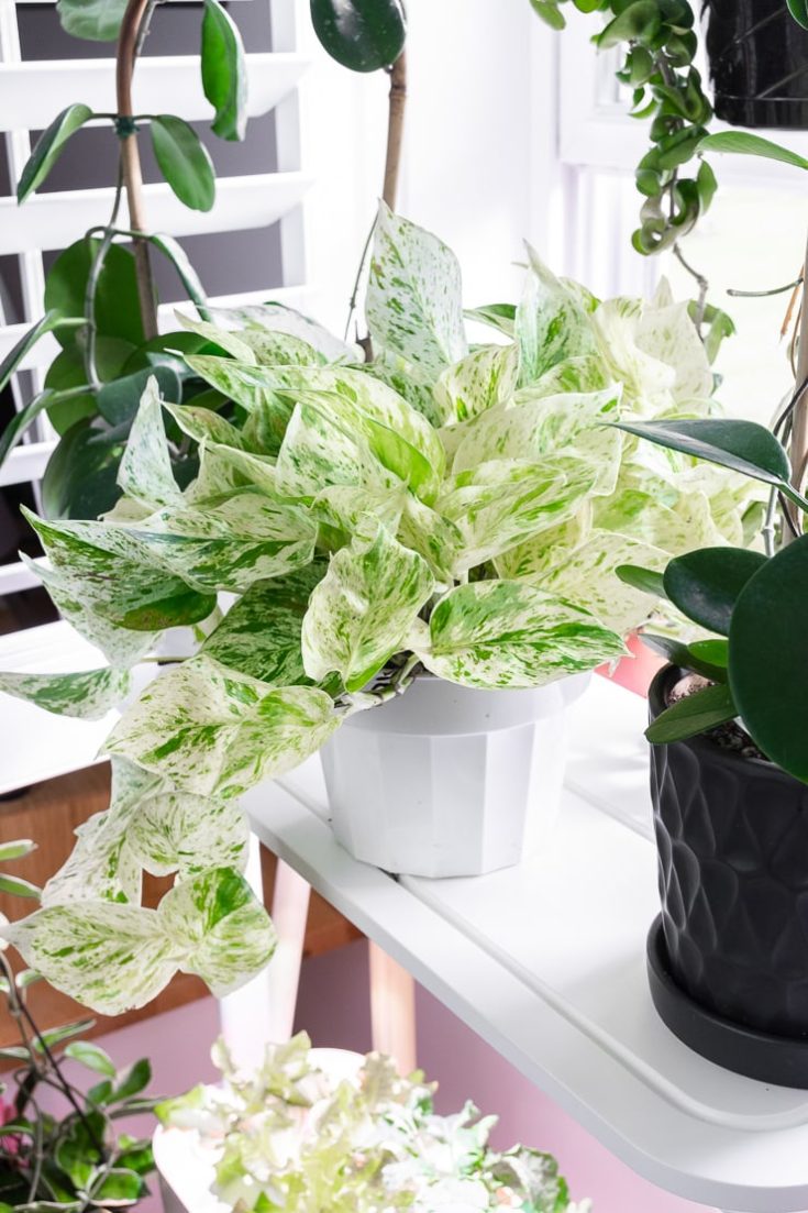 Snow queen pothos & caring for this stunning variegated plant!