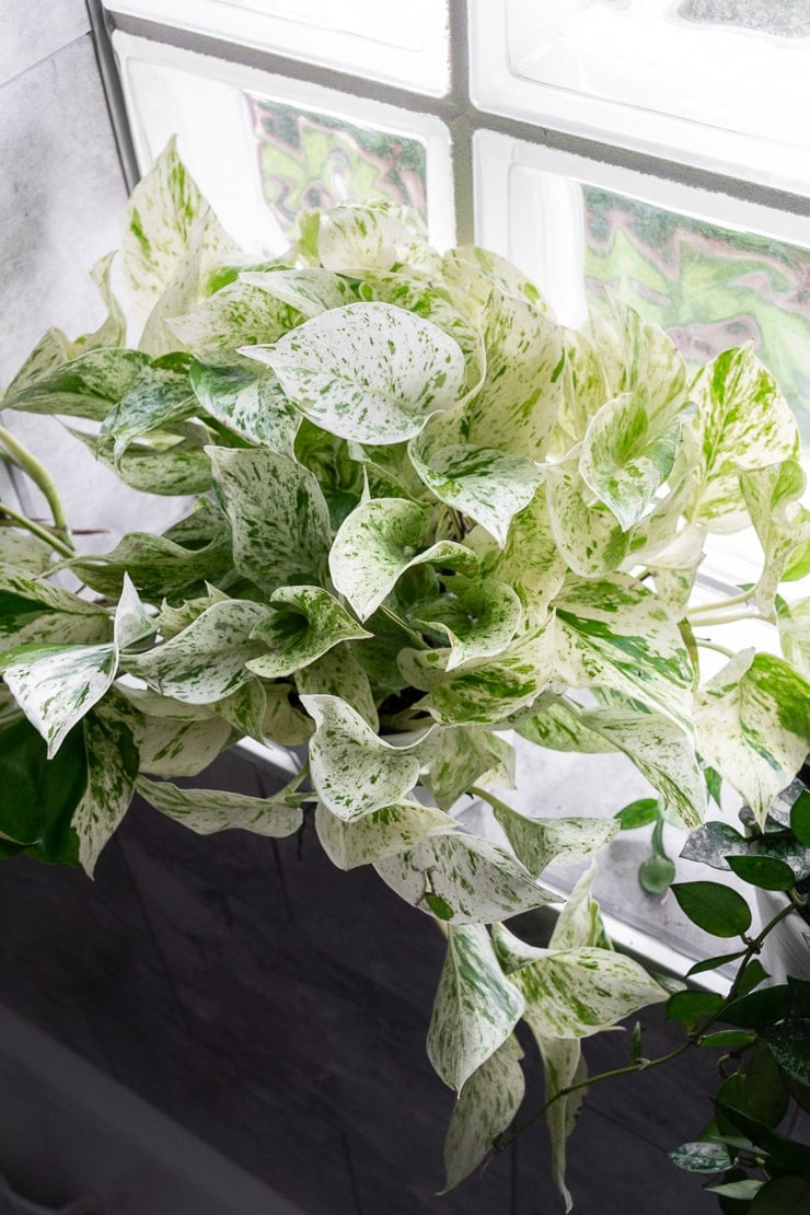 snow queen pothos on a windowsill