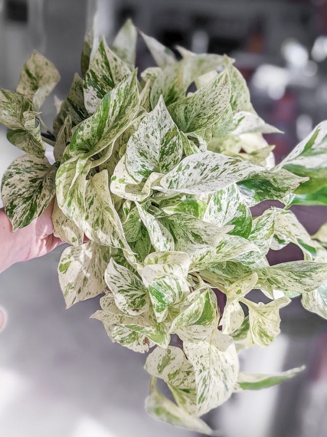 Snow queen pothos & caring for this stunning variegated plant!