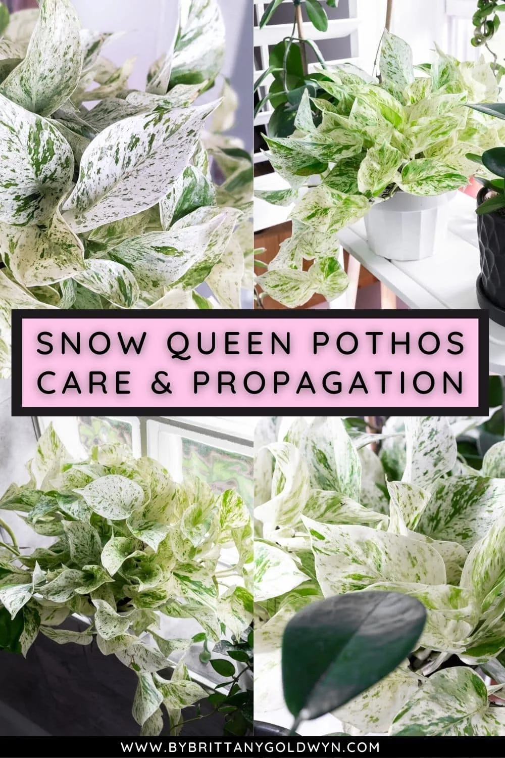 text that says snow queen pothos care and propagation including photos of the plant