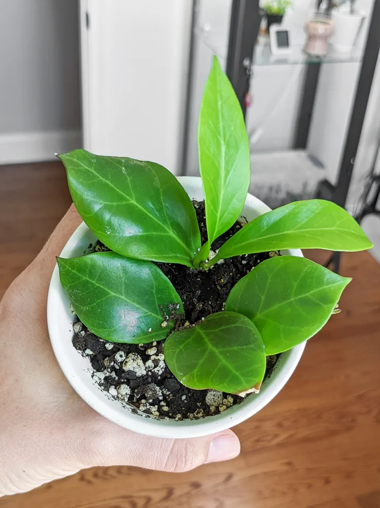 beautiful hoya obscura plant