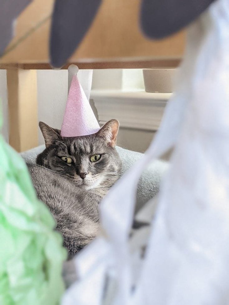 how-to-throw-a-birthday-party-for-a-cat-1-by-brittany-goldwyn-live