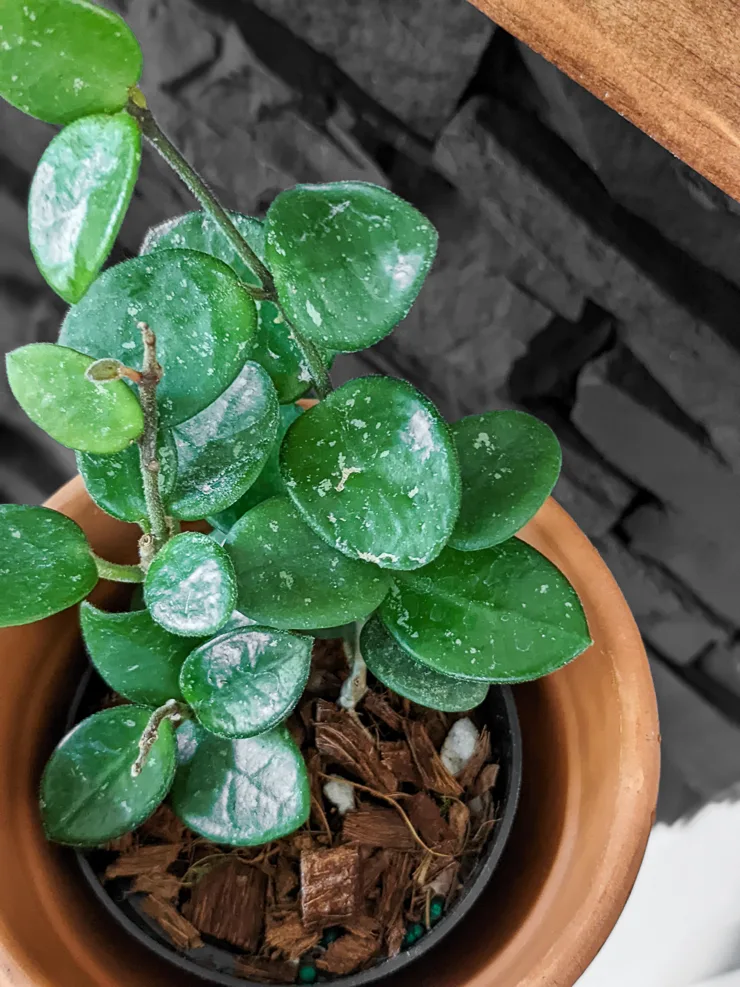 hoya mathilde leaves