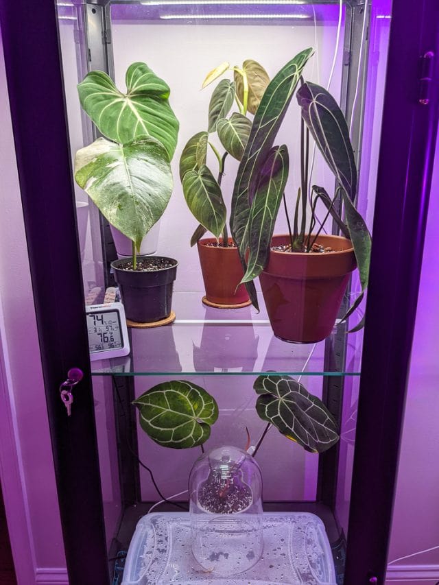 How to use grow lights for houseplants to help them thrive!