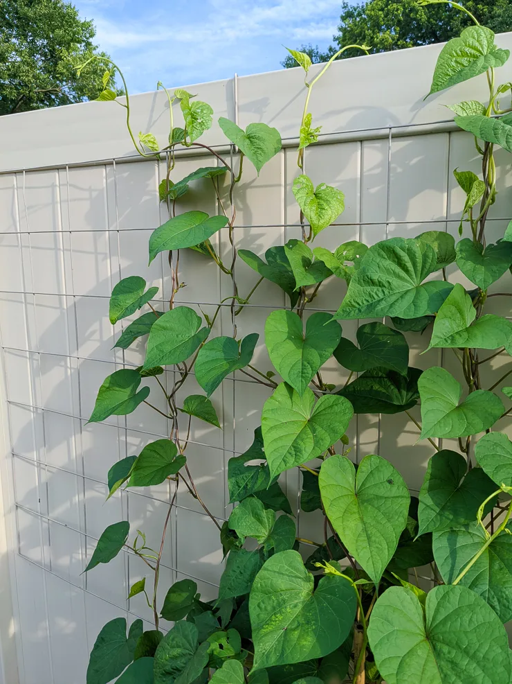 moonflower vine climbing up the large DIY wire trellis