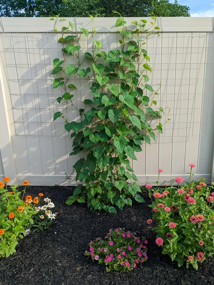 moonflower vine climbing up the large DIY wire trellis