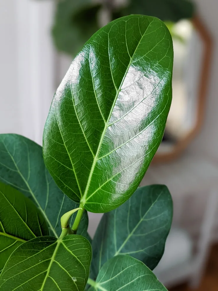 shiny ficus benghalensis leaf