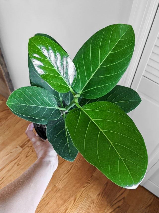 Ficus Audrey How to care for India's national tree as a houseplant!