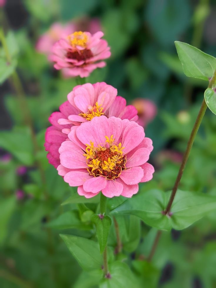 How to harvest zinnia seeds to save for next year—it's very easy!