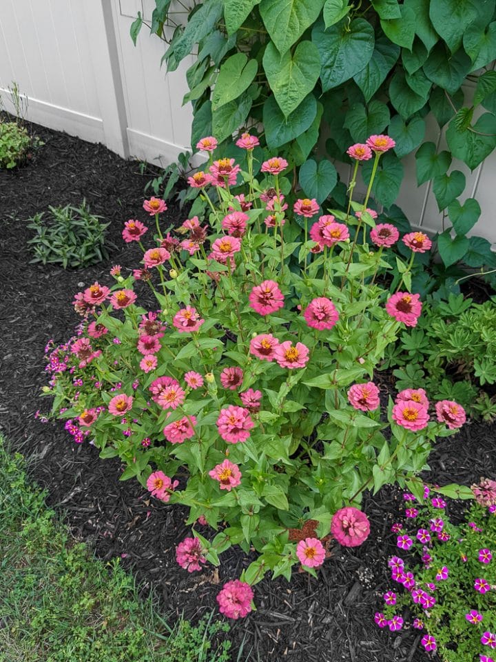 How to harvest zinnia seeds to save for next year—it's very easy!