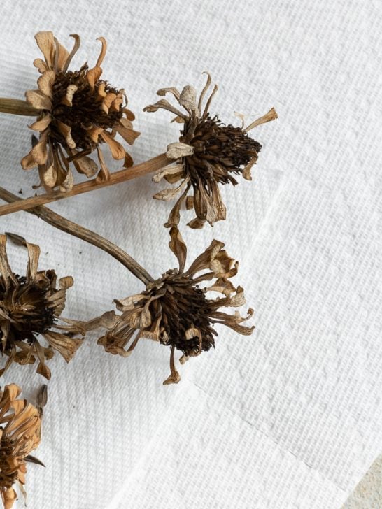harvesting zinnia seeds from a dried zinnia flower