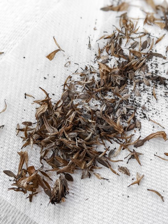 How to harvest zinnia seeds to save for next year—it's very easy!