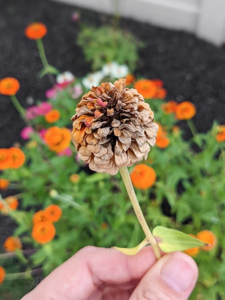How to harvest zinnia seeds to save for next year—it's very easy!