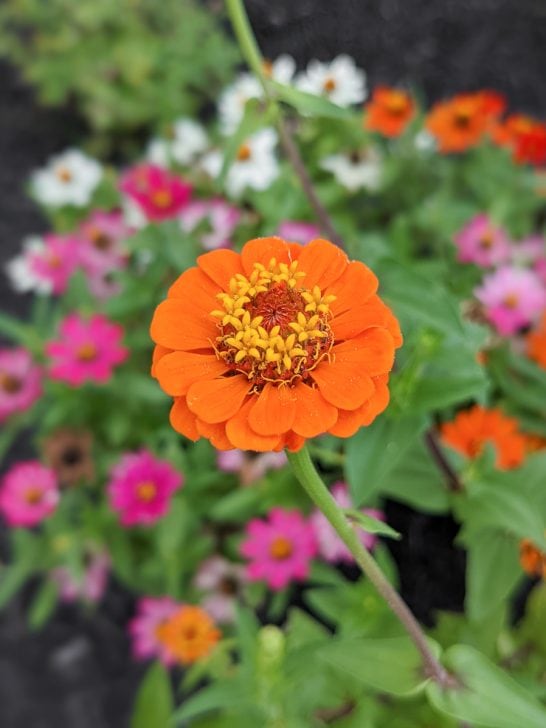 How to harvest zinnia seeds to save for next year—it's very easy!